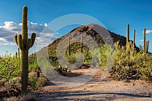 Saguaro National Park