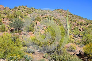 Saguaro National Park is a United States national park in Pima County Tucson