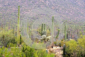 Saguaro National Park, USA