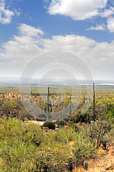 Saguaro National Park, USA