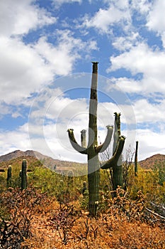 Saguaro National Park, USA