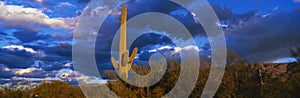 This is Saguaro National Park West. In the center is a Saguaro cactus at sunset.