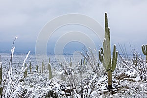 Saguaro National Park winter snow