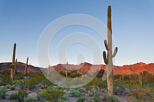 Saguaro NP desert sunset landscape Arizona USA photo