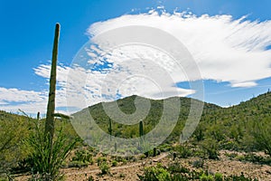 Saguaro NP desert trail near Tucson Arizona US photo