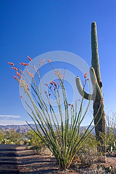 Saguaro and Ocotillo Cactus photo