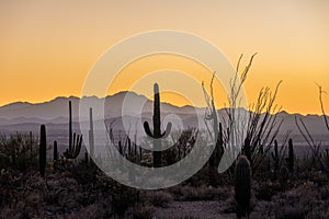 Saguaro and Ocotillo Reach For The Orange Sky Over The Desert Discovery Trail