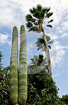 Saguaro and palm tree