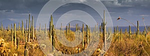 Saguaro panorama