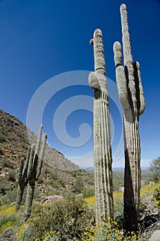 Saguaro on Pinnacle Peak park trail photo