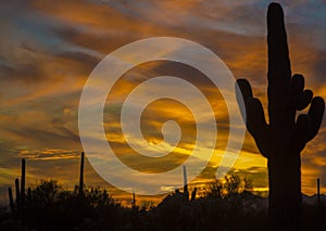 Saguaro shadows and vibrant yellow sunset sky of the Southwest Desert