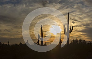 Saguaro shadows and vibrant yellow sunset sky of the Southwest Desert