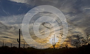 Saguaro shadows and vibrant yellow sunset sky of the Southwest Desert