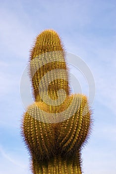 Saguaro in Shape of a Phallus