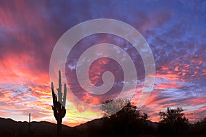 Saguaro Silhouette photo