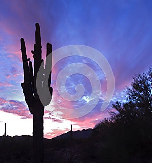 Saguaro Silhouette photo