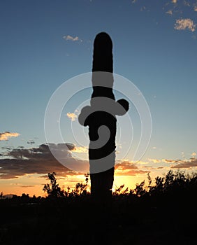 A Saguaro in silhouette against the setting sun in Papago Park.
