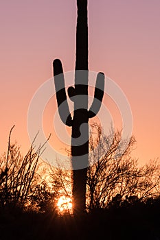 Saguaro Silhouetted at Sunset
