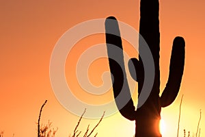 Saguaro Silhouetted at Sunset