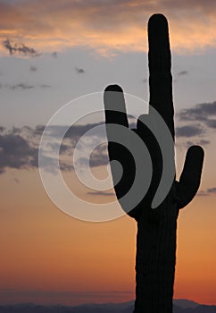 Saguaro Silouette