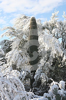 Saguaro Snow