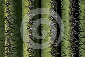 Saguaro spines, saguaro national park photo