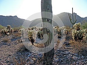 Saguaro with streaming sun