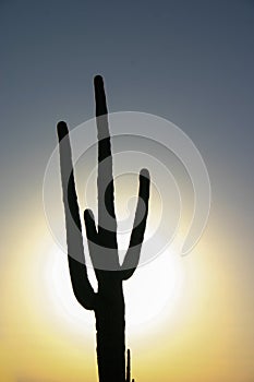 Saguaro & sun