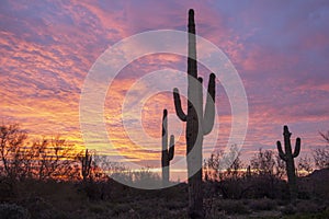 Saguaro Sunrise