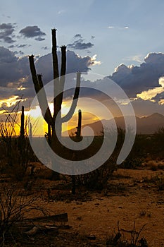 Saguaro Sunset