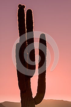 Saguaro at Sunset