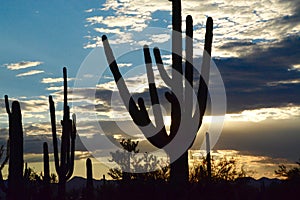 Saguaro Sunset