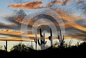 Saguaro Sunset photo