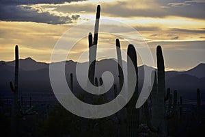 Saguaro Sunset in Arizona