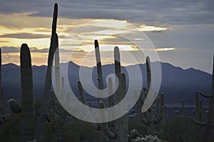 Saguaro Sunset in Arizona
