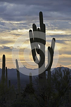 Saguaro Sunset in Arizona