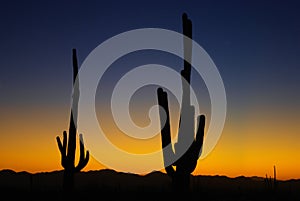 Saguaro sunset, Arizona