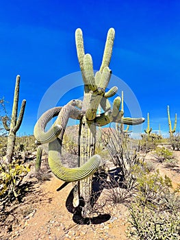 Saguaro Symphony: Majestic Arms Amidst the Cactus Tapestry of Saguaro National Park photo