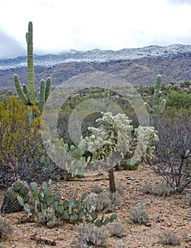 Saguaro and Teddy Bear Cholla Cactus Against Snow Cover