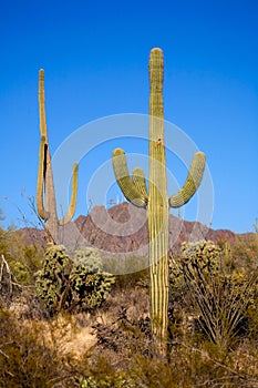 SAGUARO THREE