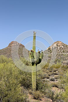 Saguaro in Tonto National Forest, AZ