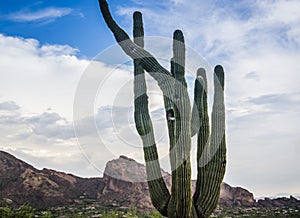 Saguaro tree with Camelback Mountain