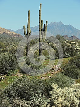 The Saguaro tree stands out in the arid landscape of the Arizona desert.