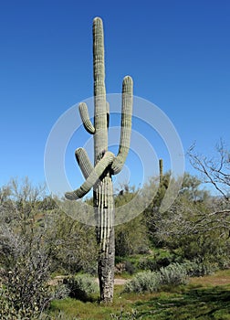 The Saguaro tree stands out in the arid landscape of the Arizona desert.