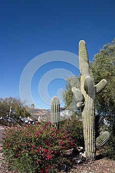 Saguaro at xeriscaped city street corner, Phoenix, AZ