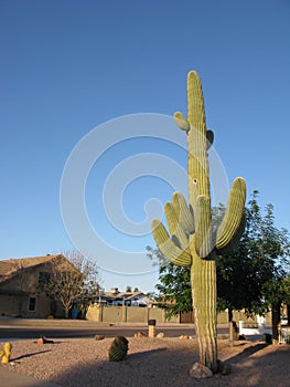 Saguaro at xeriscaped city street corner, Phoenix, AZ