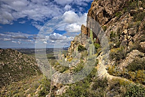 Saguaros