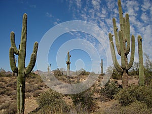 Saguaros photo