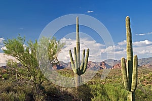 Saguaros photo