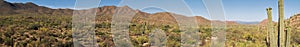 Saguaros photo